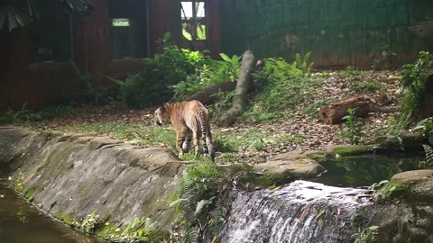 The behavior of the tiger at the zoo walking in search of prey. Stock Footage 169867855