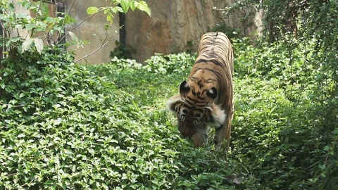 Behavior of tigers in biting grass, trees, Slow motion. Stock Footage 87350169