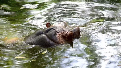 Behavioral shot in slow motion of a Hippo Video stock 38490554