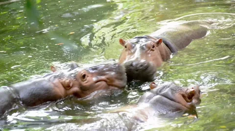 Behavioral shot in slow motion of a Hippo 스톡 동영상 39628061