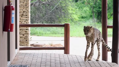 Behaviour: Injured cheetah cautiously visits building as if for help Stock Footage 333939574