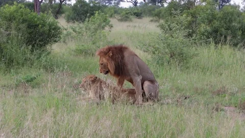Behaviour of mating African Lion couple at copulation conclusion Stock Footage