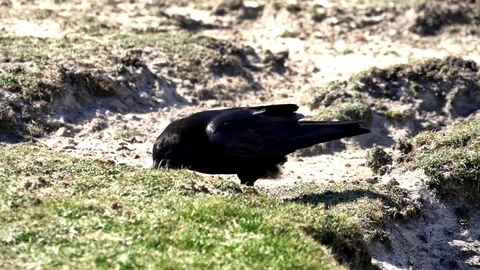 Behavioural close up of a single Raven (Corvus corax) Stock Footage 78257149