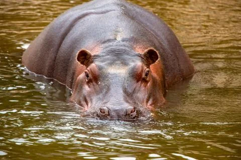Behemoth looking at the camera out of the water Stock Photos