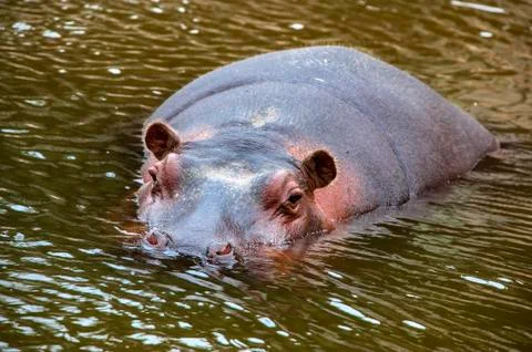 Behemoth looking at the camera out of the water Stock Photos