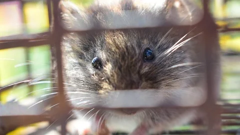 Behind bars Stock Footage 115106478