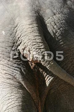 Behind biological closeup elephant macro natural Stock Photos