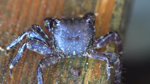 Behind of the Black Crab Close Up Stock Footage 145830932