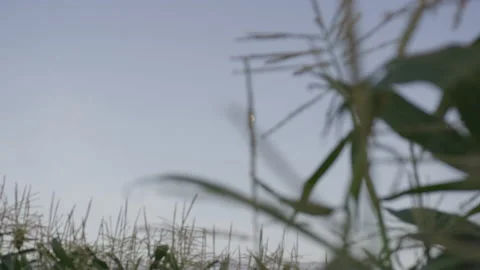 From Behind Blurred Corn Stock Tassels the Moon Rises in the Sky at Sundown Stock Footage 208748663