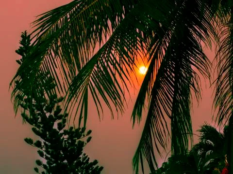 Behind branches of the palm tree. Stock Photos