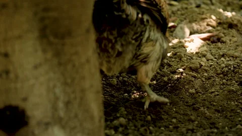 Behind of a chicken digs the soil and search for food in the eco farm garden. Stock Footage 254493245