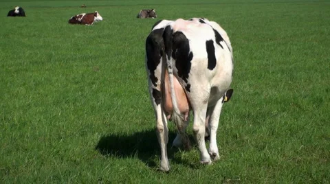 Behind the Cow Stock Footage 2769899