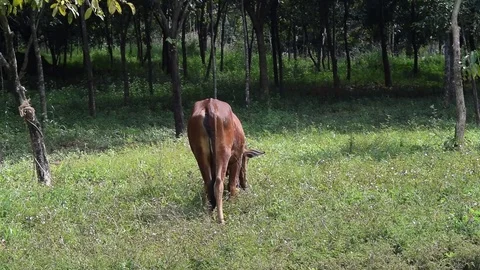 Behind the cow grazing in the field Stock Footage 69816619