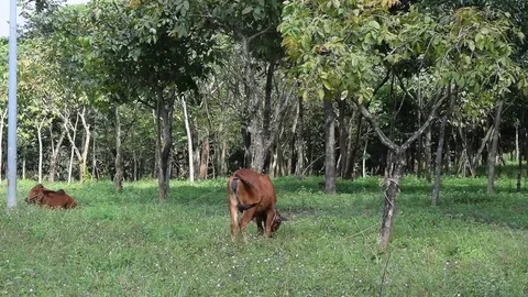 Behind the cow grazing grass Stock Footage 69816717