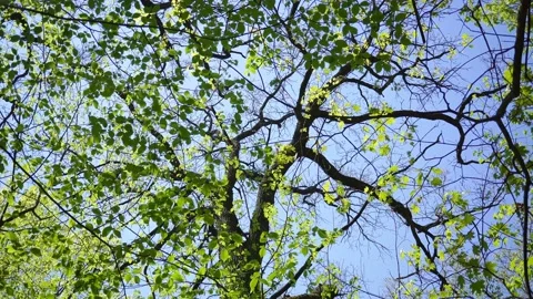 Behind the Crowns of Young Green Trees Old Oaks Waiting for Their Robes. Video stock 154125100