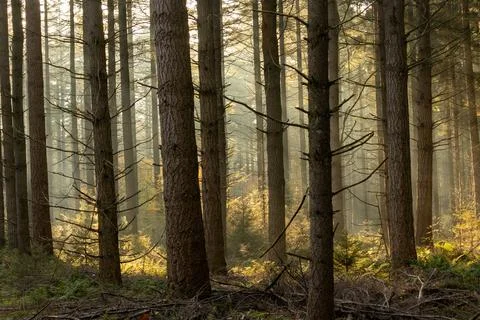 Behind the dark trees the light falls beautifully on the ground in the fores Stock Photos