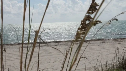 Behind the Dunes on the Beach Video stock 83979647