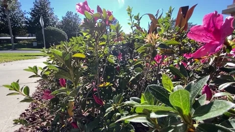 Behind the Flowers Stock Footage 204101668