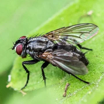 Behind a Fly on a leaf close up Stock Photos