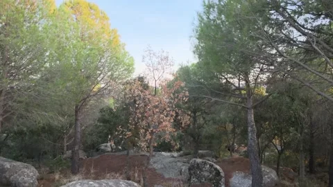 Behind the forest 스톡 동영상 143160530