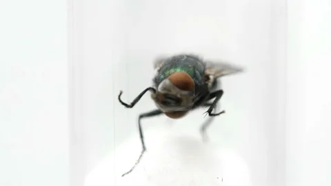Behind the glass a fly cleans itself Video stock 100165871