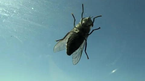 Behind the glass a fly cleans itself Stock Footage 156699412