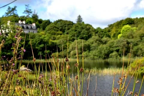 Behind the grass Stock Photos