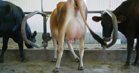 Behind jersey cow view from the back with tow canadian cow on each side 스톡 동영상 165268822