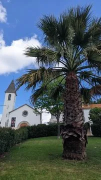 Behind the lawn and palm tree stands the tall white-walled Catholic Church of Stock Photos