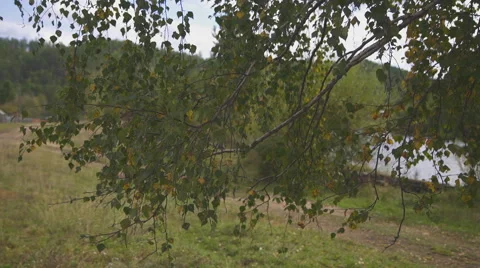 Behind leaved birch branch through country road stand wooden houses Stock Footage 64580580