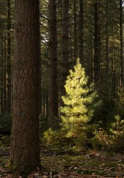 Behind a line of dark trees, the light falls beautifully on a pine tree Stock Photos
