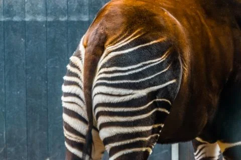 The behind of a okapi in closeup, tropical giraffe specie from Congo, animal  Stock Photos
