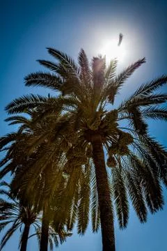 Behind the palm tree Stock Photos