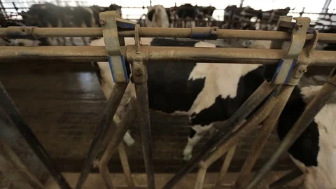 Behind a partition in the pen is a cow Stock Footage 73555470
