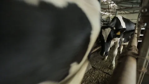 Behind a partition in the pen is a cow Stock Footage 73555815