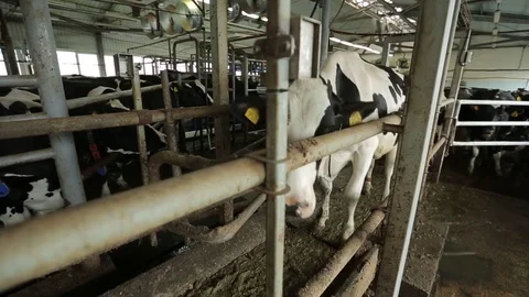 Behind a partition in the pen is a cow Stock Footage 73555856
