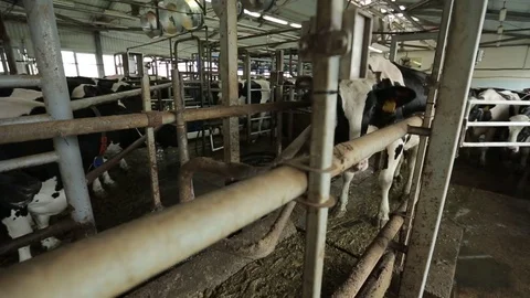 Behind a partition in the pen is a cow Stock Footage 73555873