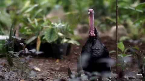 Behind The Scenes of a Vlog Stock Footage 243069014