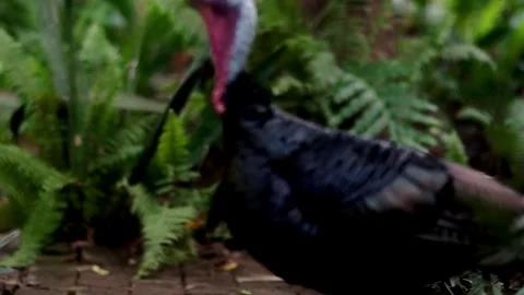 Behind The Scenes of a Vlog 스톡 동영상 243069016