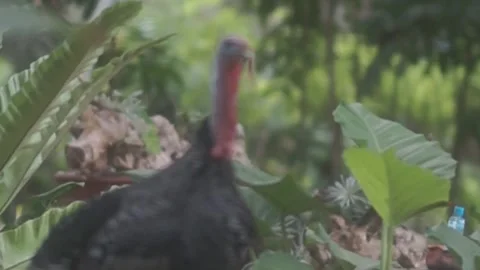 Behind The Scenes of a Vlog Stock Footage 243069017