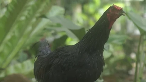 Behind The Scenes of a Vlog 스톡 동영상 243069019