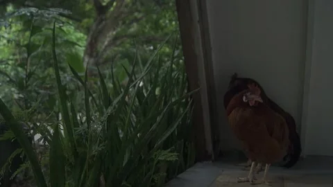 Behind The Scenes of a Vlog Stock Footage 243069021