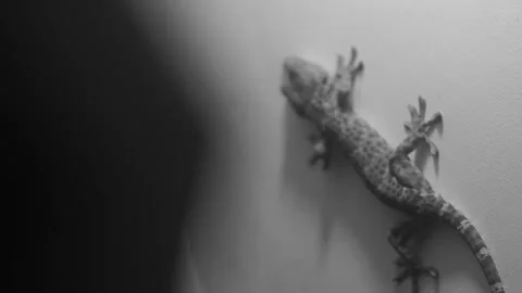 Behind The Scenes of a Vlog Video stock 243069033