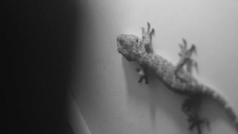 Behind The Scenes of a Vlog Stock Footage 243069035