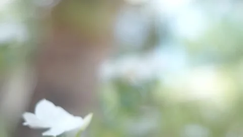 Behind The Scenes of a Vlog 스톡 동영상 243070312