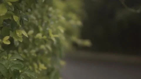 Behind The Scenes of a Vlog Stock Footage 243094624