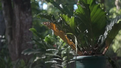 Behind The Scenes of a Vlog 스톡 동영상 243094998