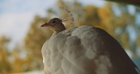 Behind shot of white peacock, with yellow leaves on the background. BMPCC 4K Stock Footage 125570526