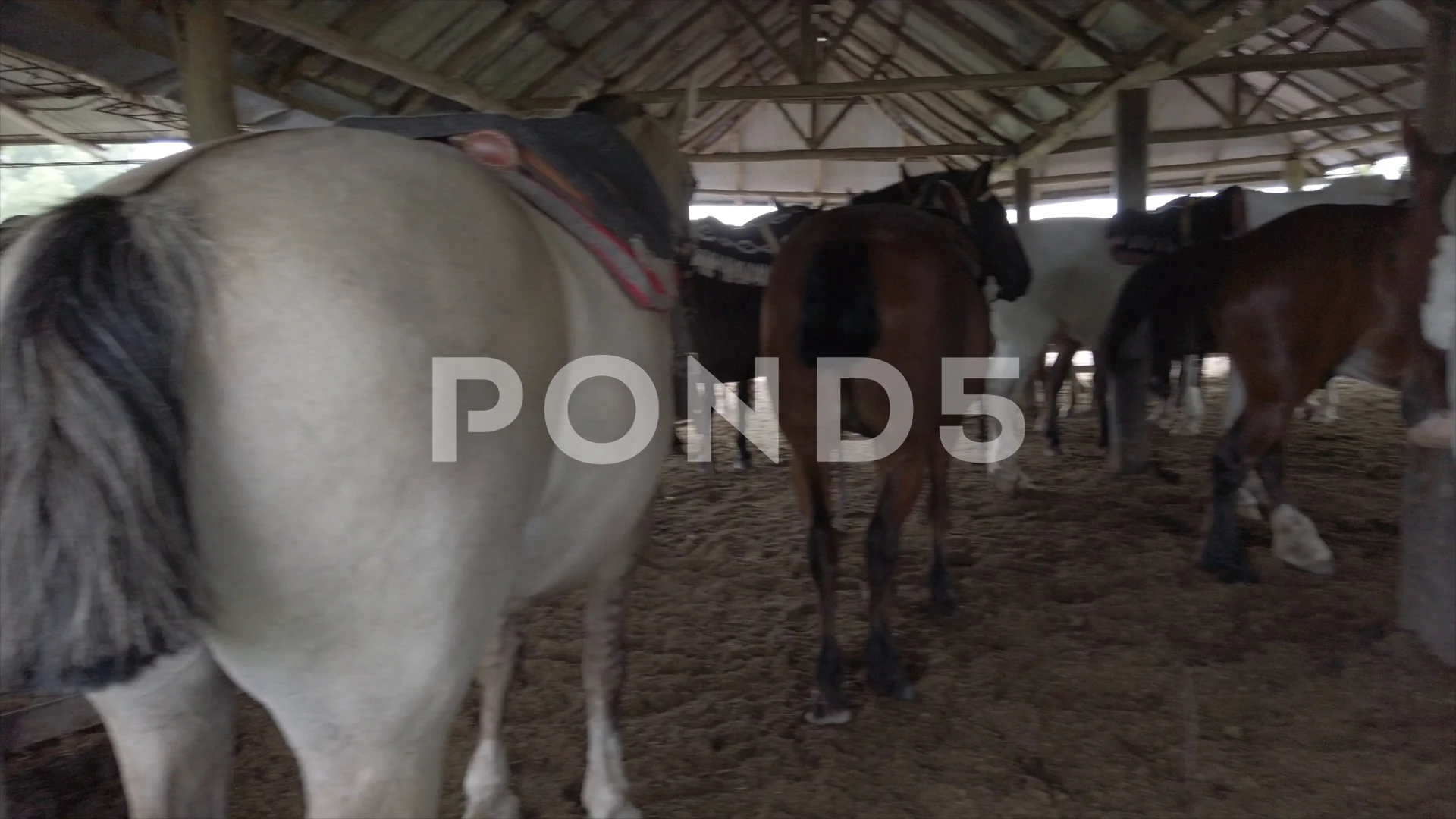 Behind tails of many horses waging insid... | Stock Video | Pond5