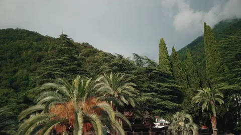 Behind tall trees mountain view, top view, drone Vídeos de archivo 198496362